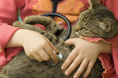 Exclusively Cats Veterinary Hospital, Waterford, MI - Feline Wellness Exam